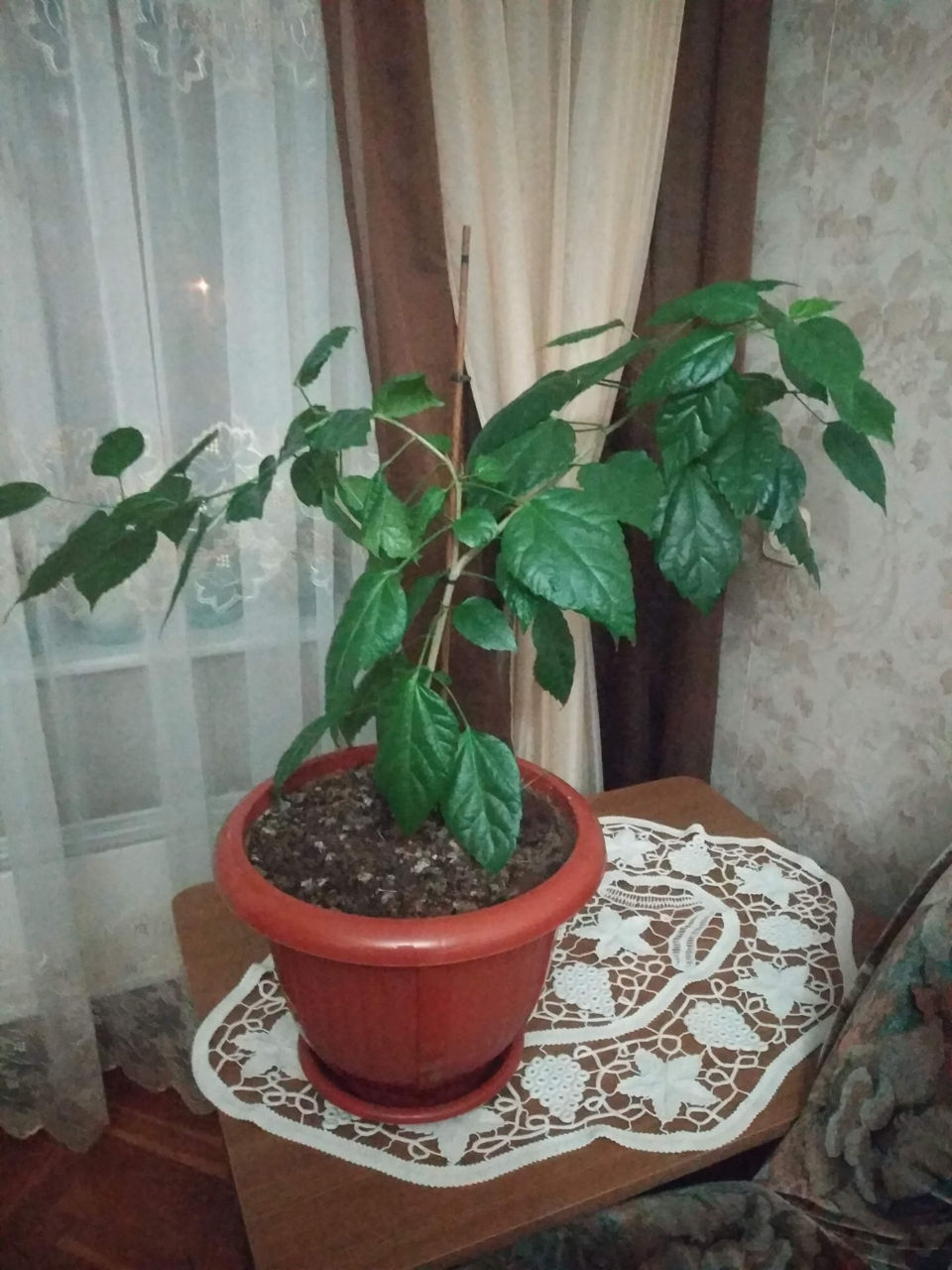 Pret înțelegere, avantajos. flori: anthurium, roză chităiană foto 0