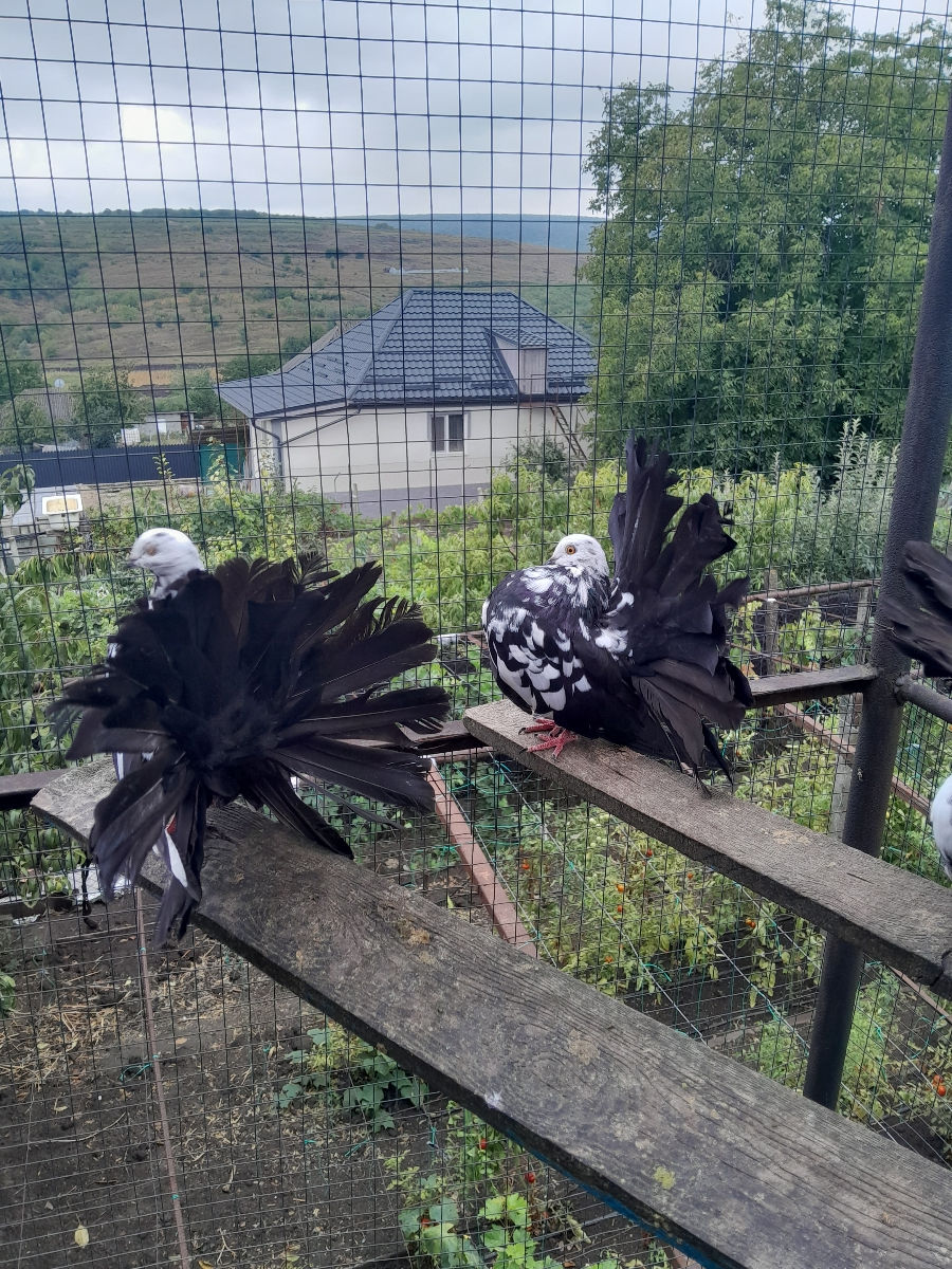 Hulubi de vinzare foto 2