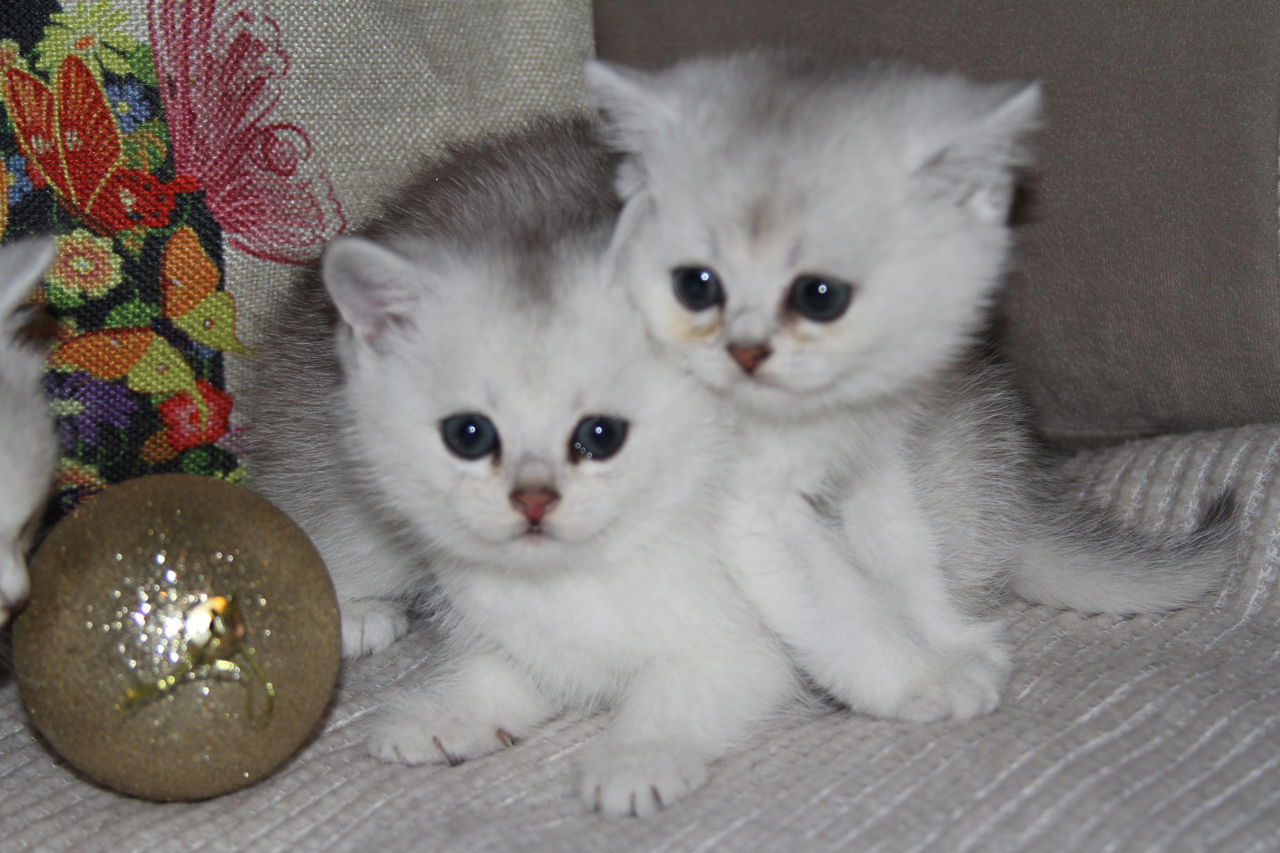 Pisica / Pisoi British Shorthair Chinchilla de Vânzare  foto 0