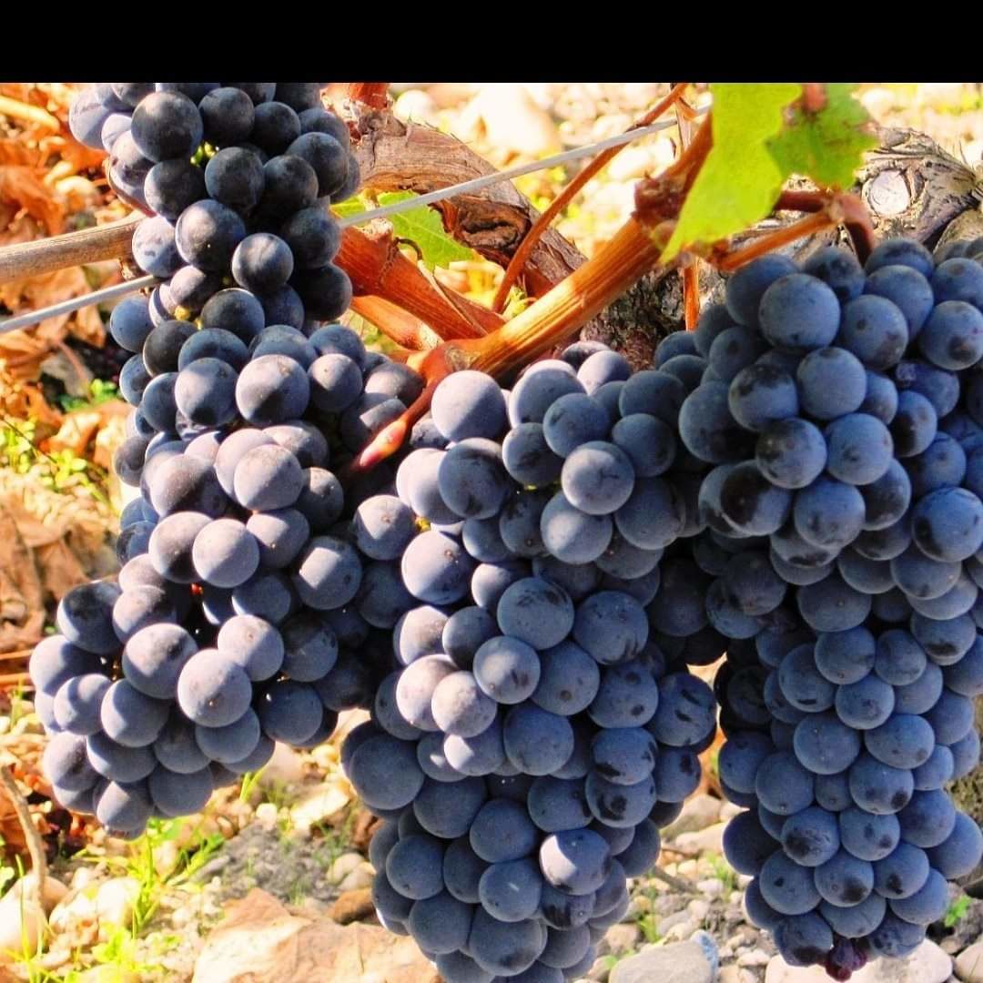 Виноград технический купить. Сорт винограда Мерло Совиньон. Мерло сорт винограда. Сорт винограда Бакон. Виноград Merlo.