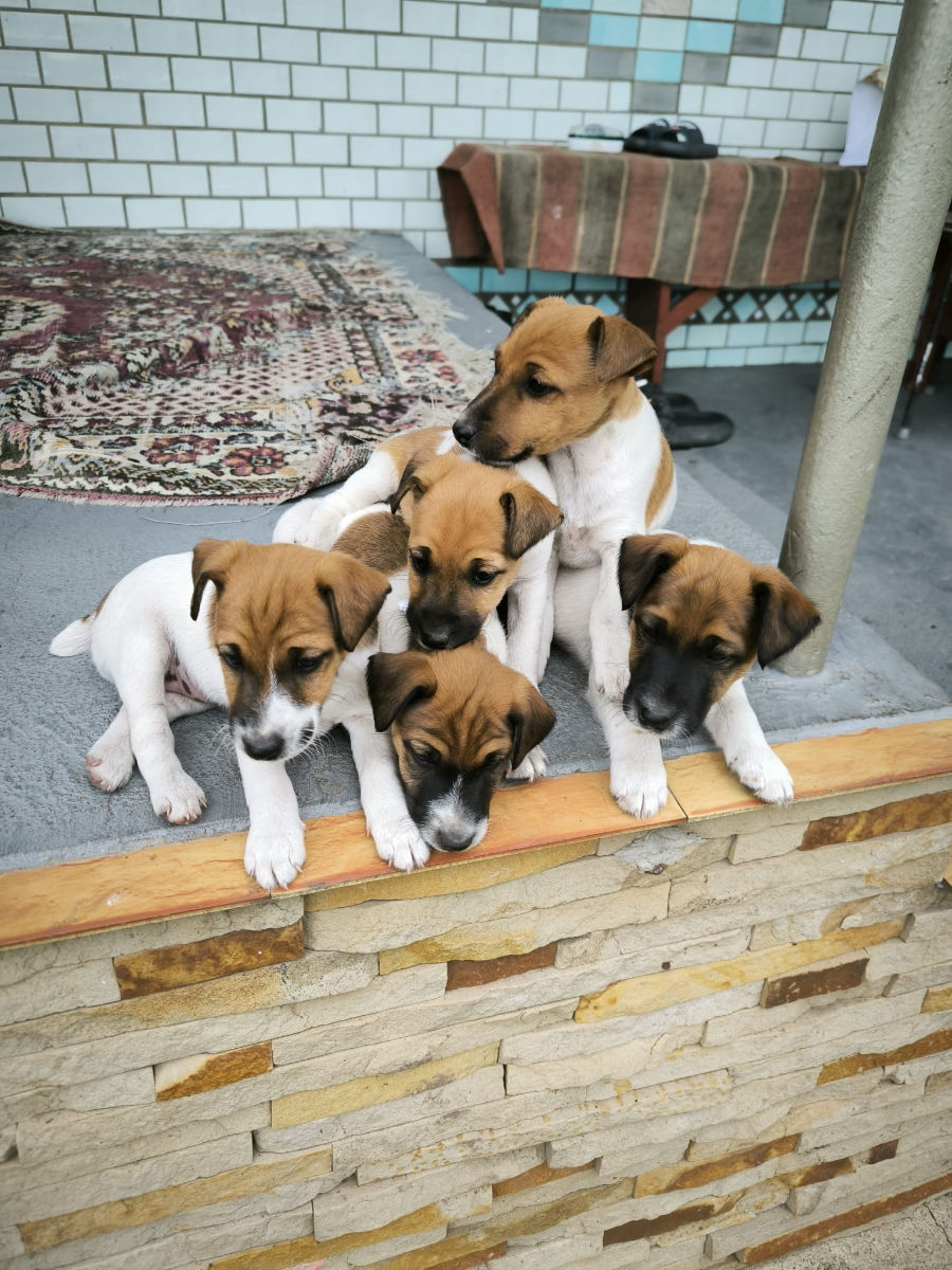 Catelusi Fox Terrier foto 0