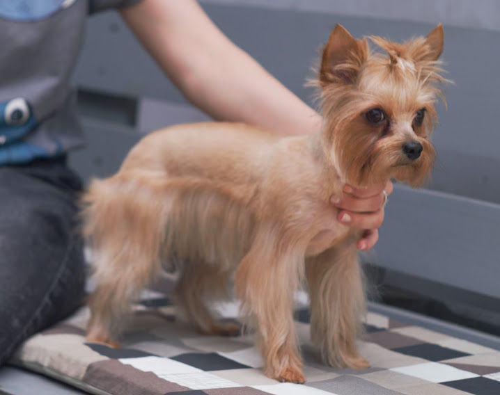 Зоосалон "Mister Dog" предлагает парикмахерские услуги для животных! 350 лей фото 8
