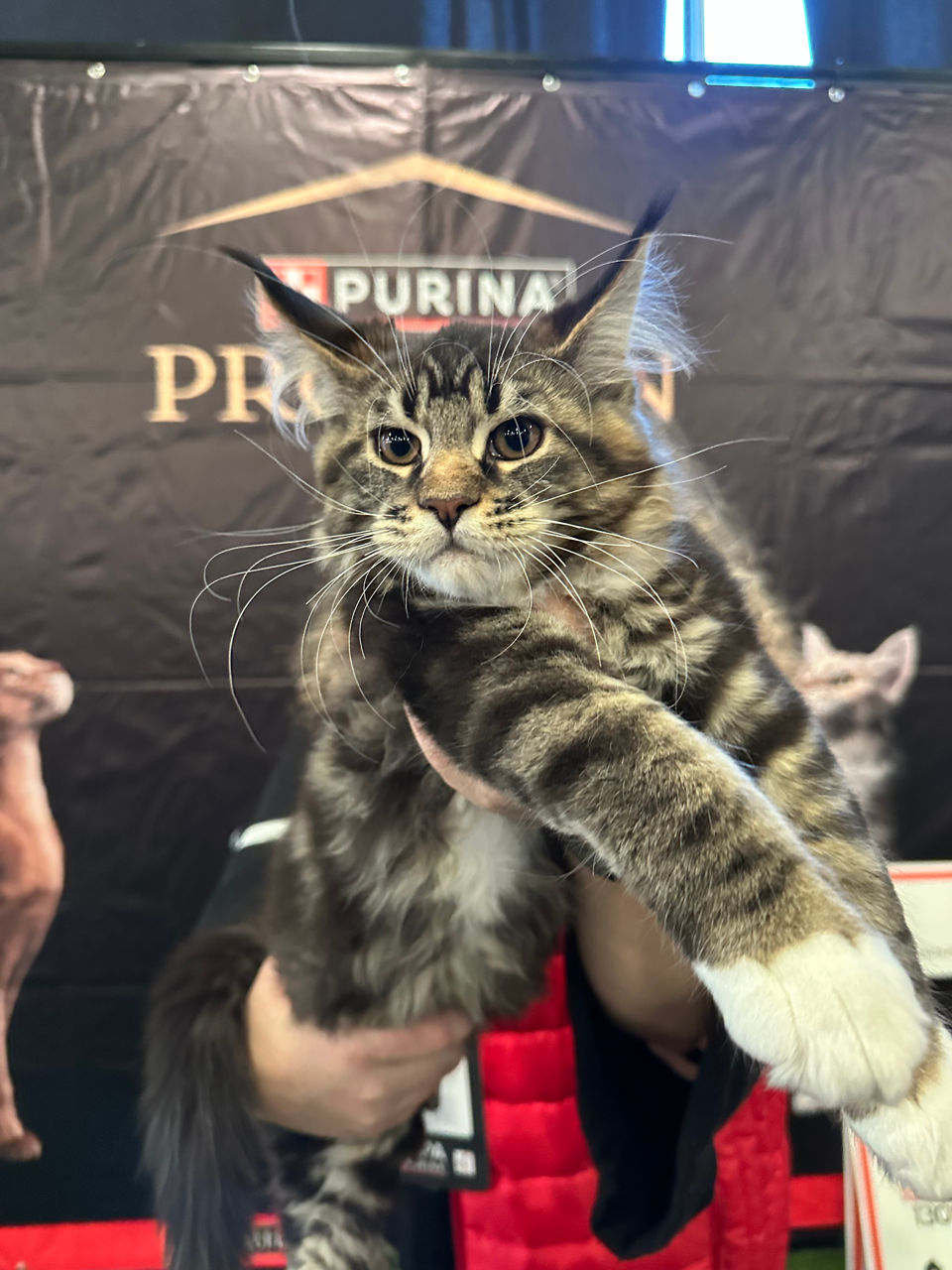 Котята породы Maine Coon! На сообщения не отвечаю! foto 3