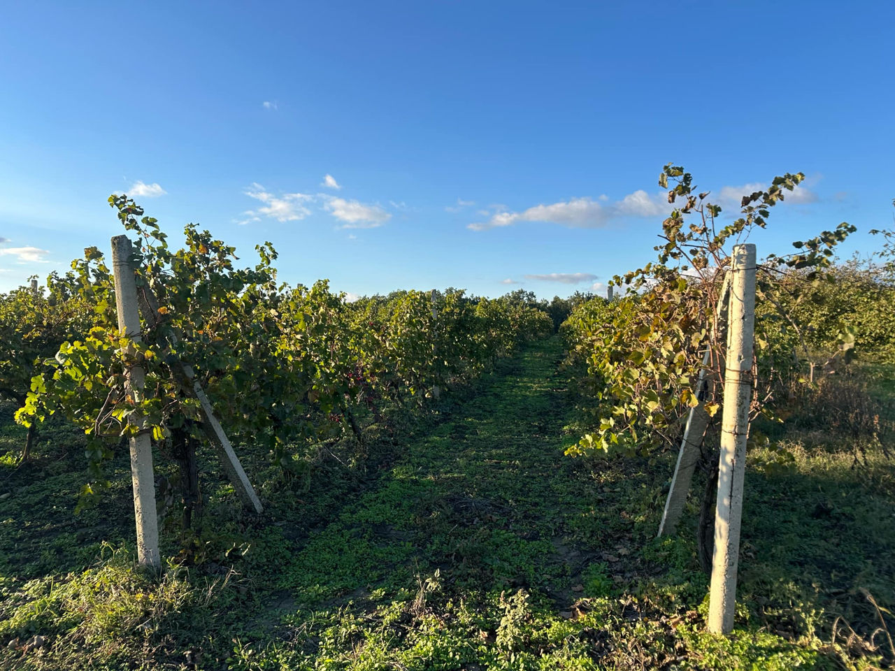 Vindem Teren Agricol cu Livadă 10ha+viță de vie 4ha+5ha  teren arabil. Țepoaia, comunaTigheci, Leova foto 13