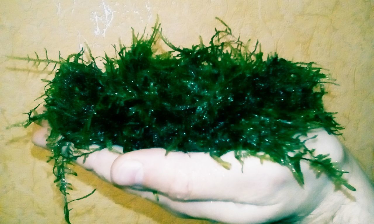 Мох кресценд