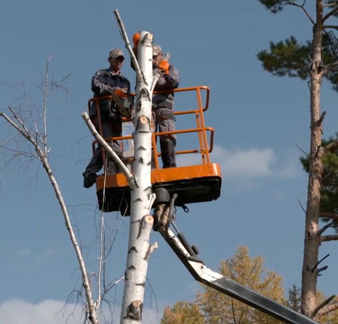 Servicii de tăiere a copacilor, crengilor uscate! foto 2