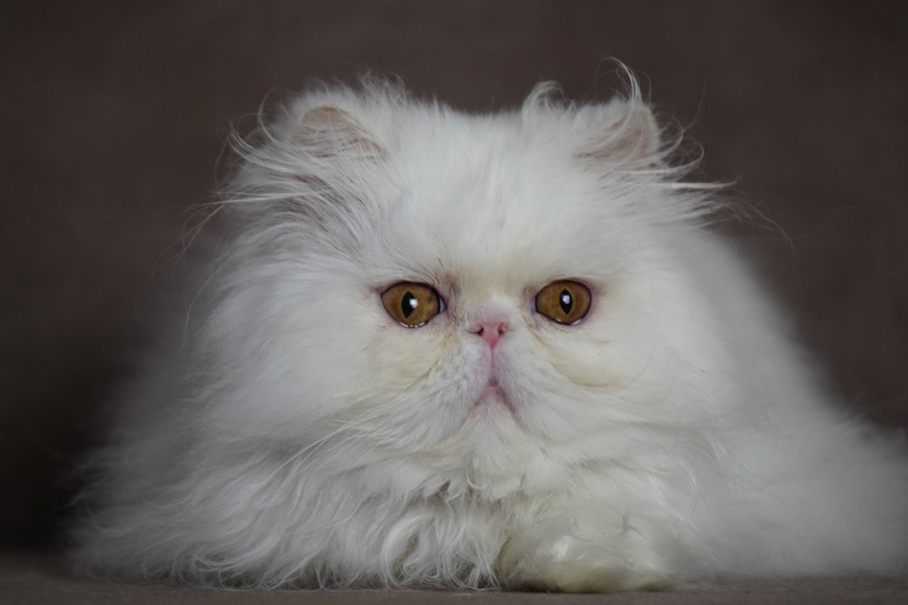 Персидский котик