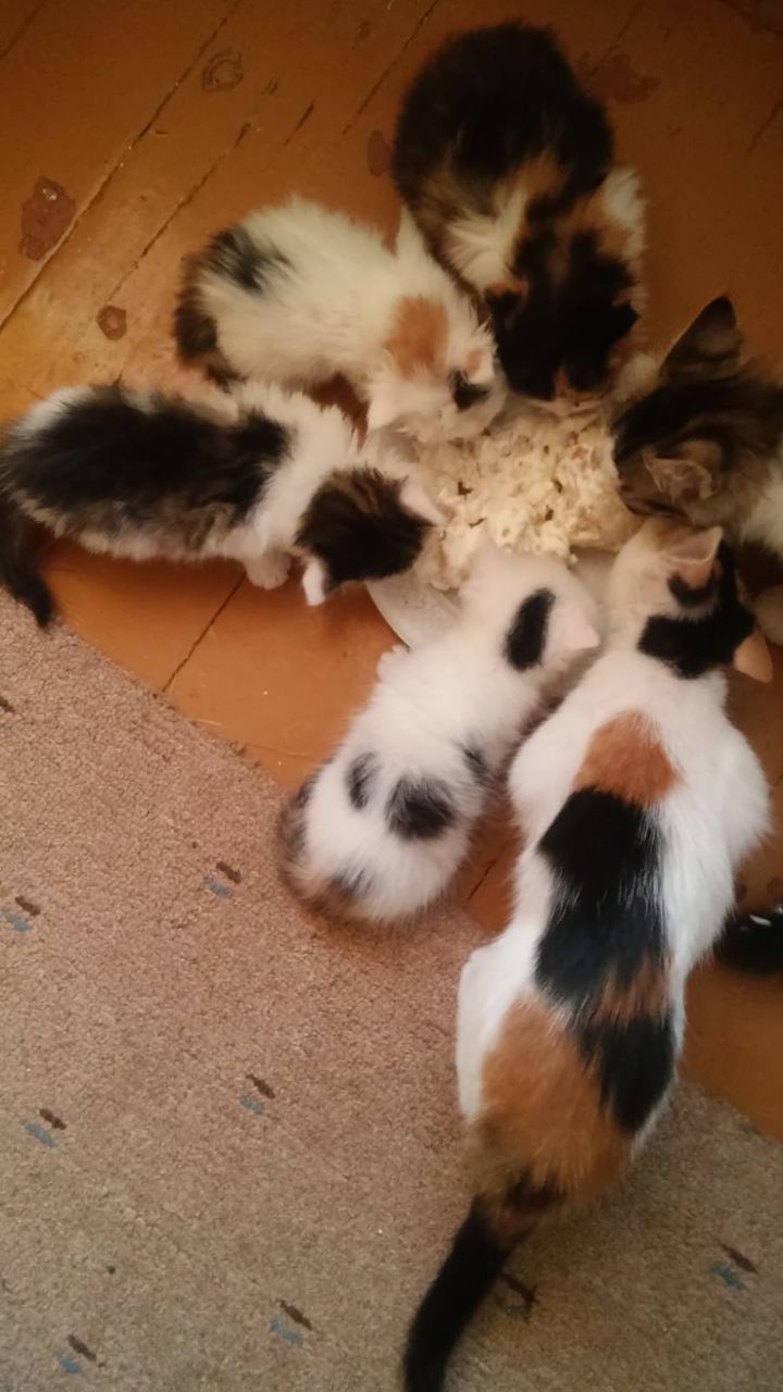 Pisici spre adoptie!