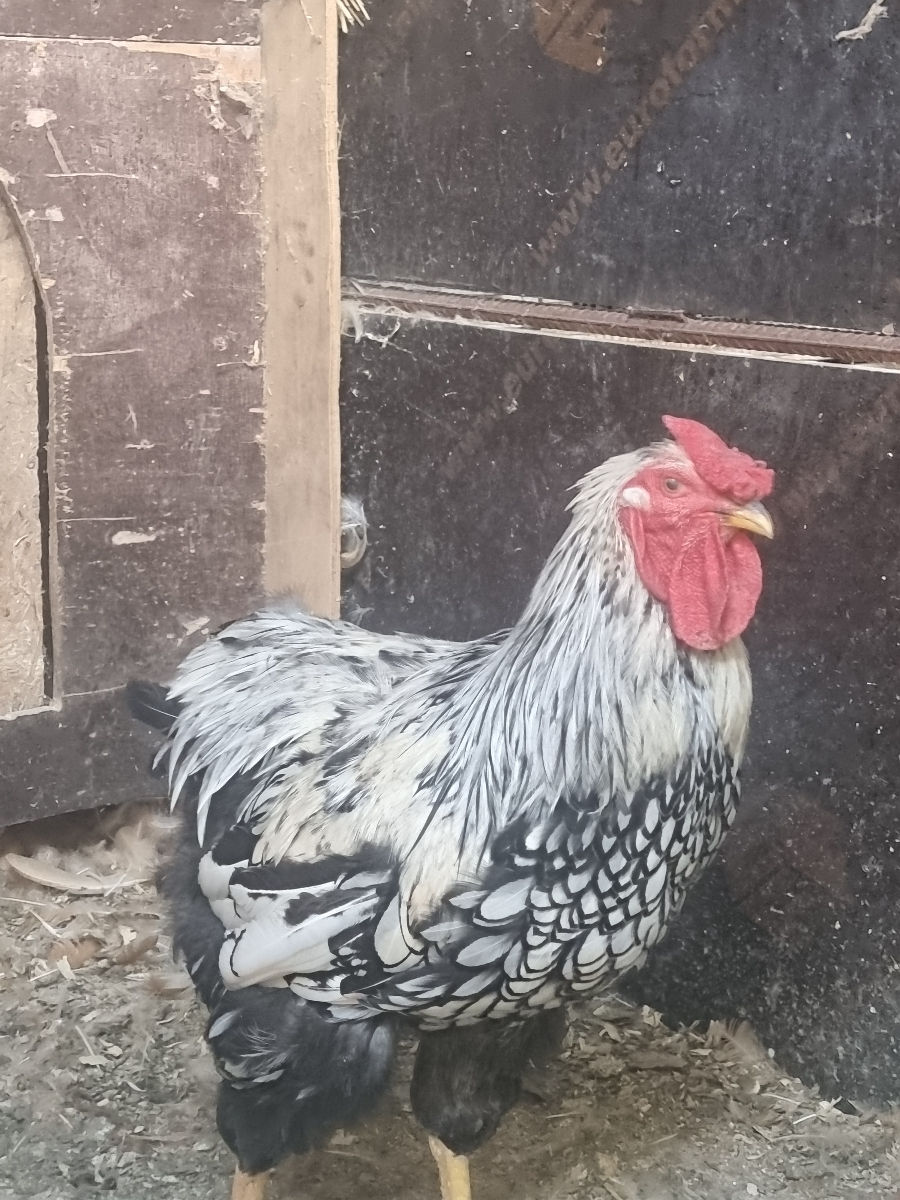 Продам кур