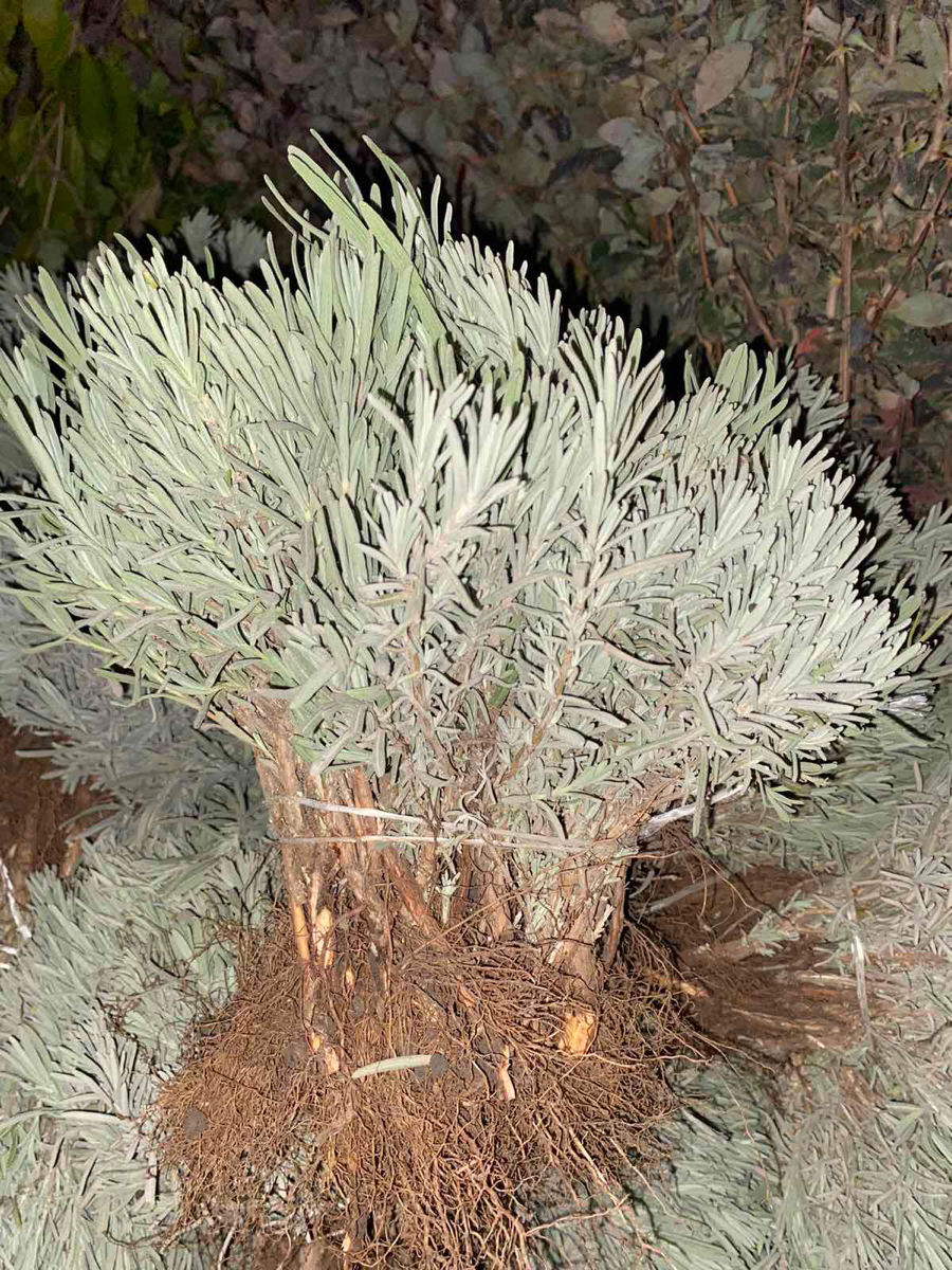 Lavanda,Material saditor de Lavanda,Tei,Mesteacan(Берёза),Stejar Rosu Canadian,Salcim,Frasin foto 0