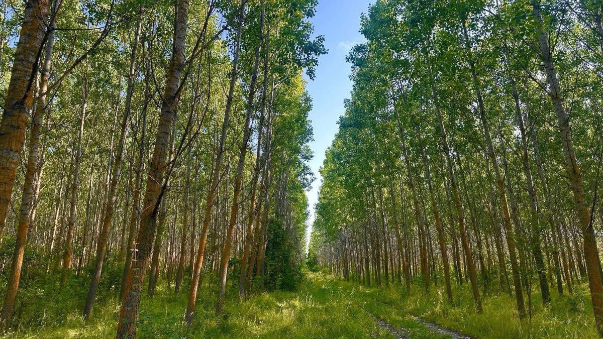 Pădure spre vânzare  foto 2