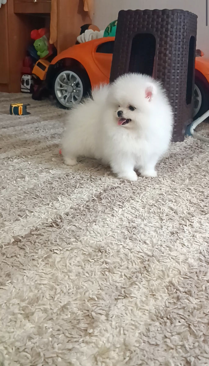 Крошки Mini toy Spitz Pomeranian foto 1