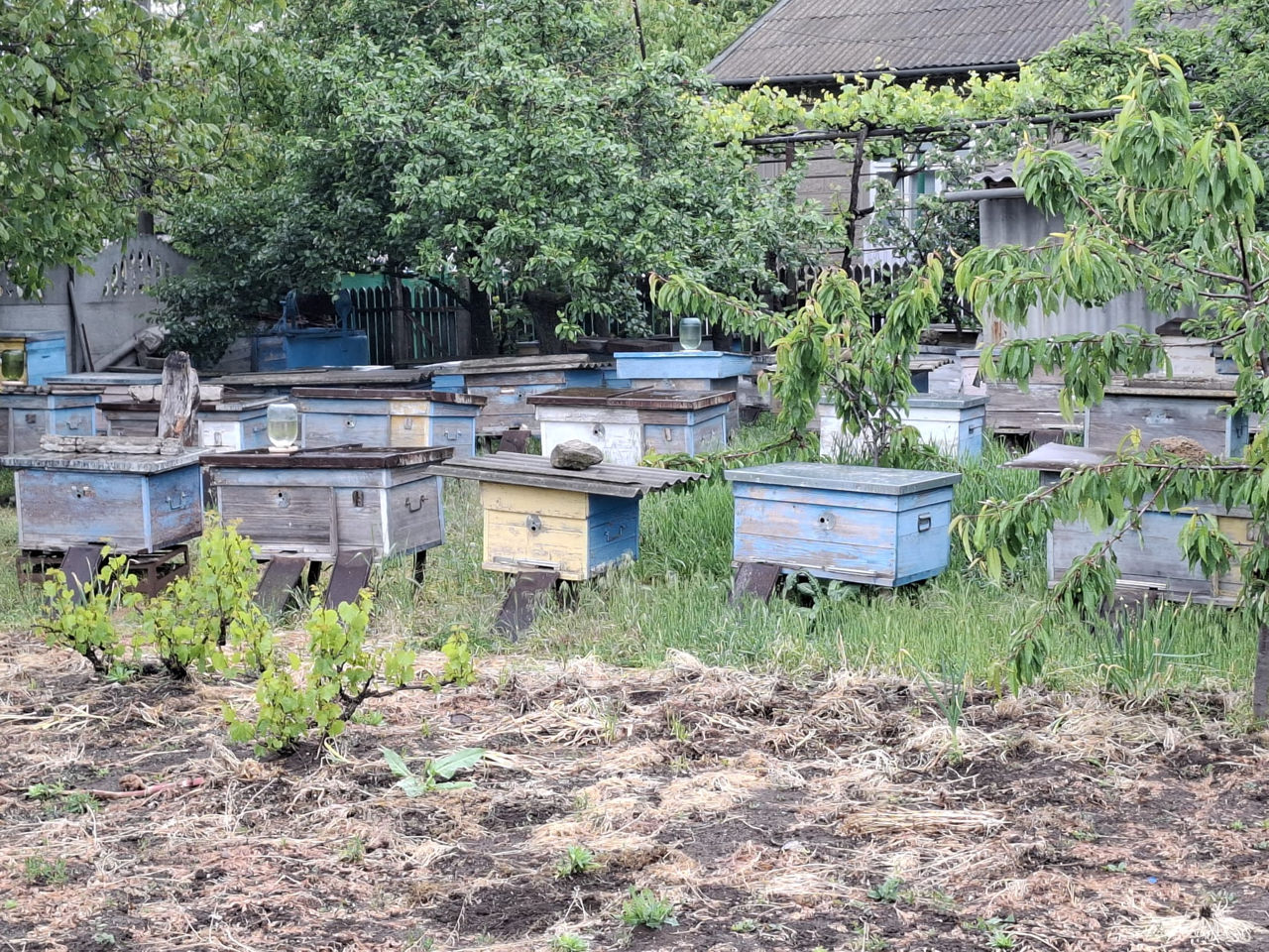 Vând familii de albine și familii tinere – preț avantajos, 200 lei/rama foto 0