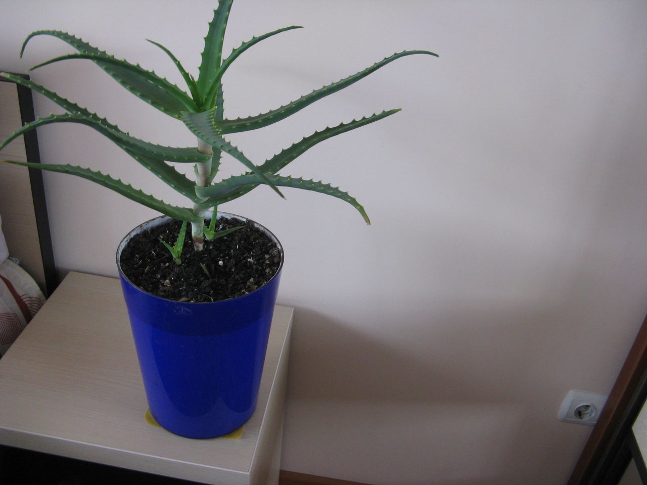 Алоэ вера лекарственная.