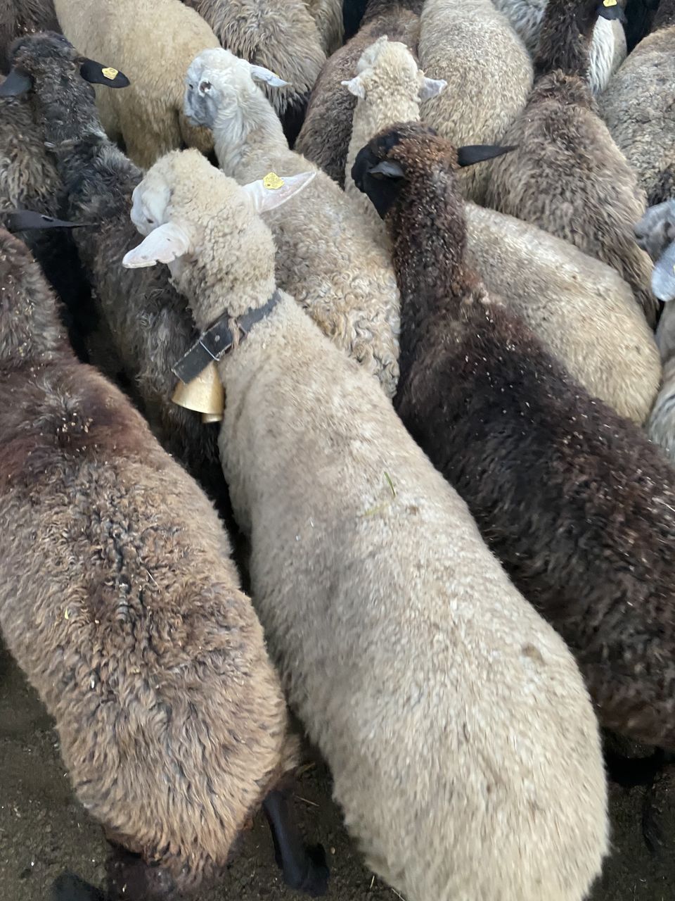 Cumpar oi berbeci cirlani si capre tapi la carne! ofer pret bun ! foto 3