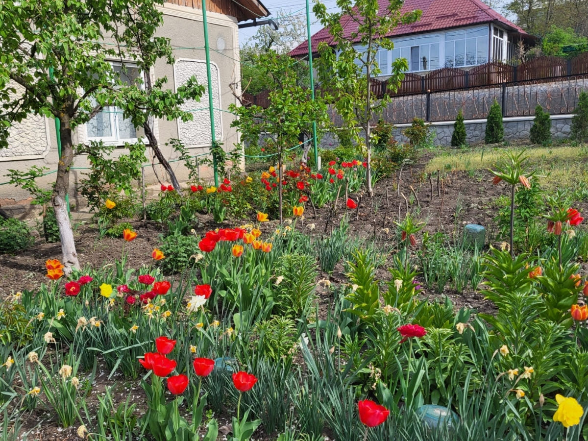 Se vinde casă în Șoldănești foto 0