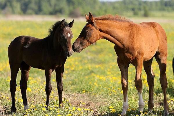 Primim la carne si crestere ! Cirlani Oi Capre Cai Vaci Buhai Junci Vitei Закупаю коров быков телят foto 2