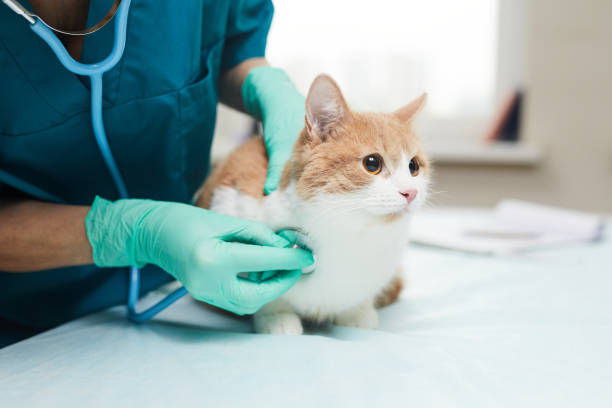 Cabinet și Farmacie Veterinară IaloVet foto 1