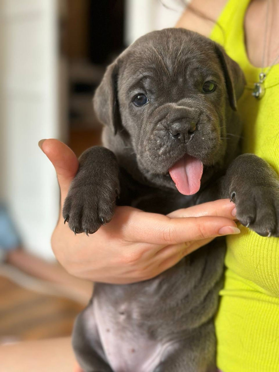 Cane Corso cu pedigree foto 2