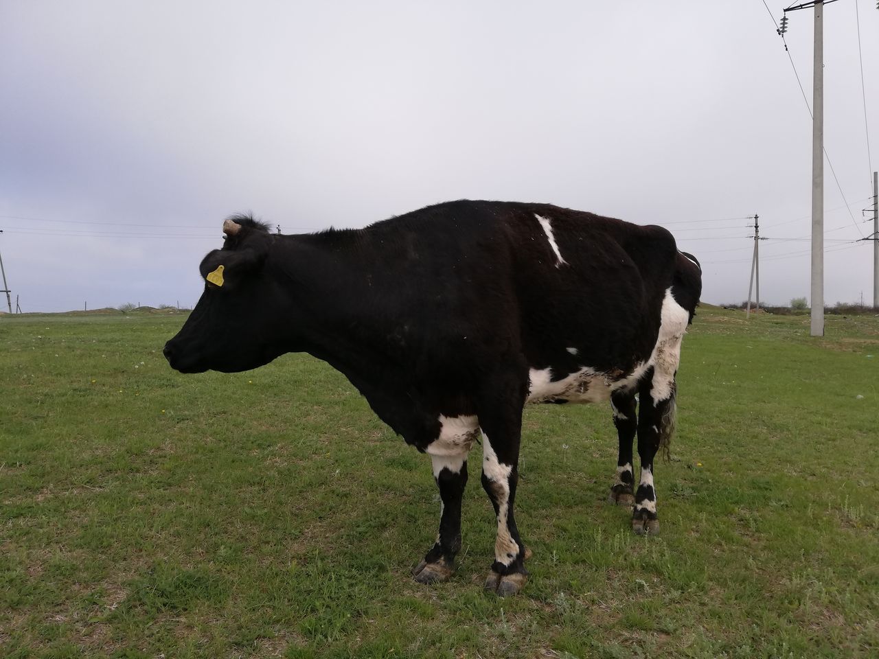 Фото коровы черно белой масти