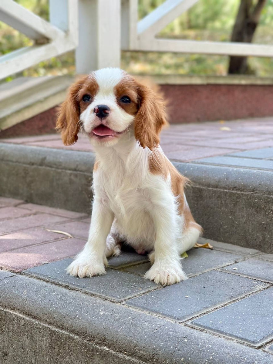 Кавалер чарльз кинг спаниель Cavalier King Charles Spaniel foto 3