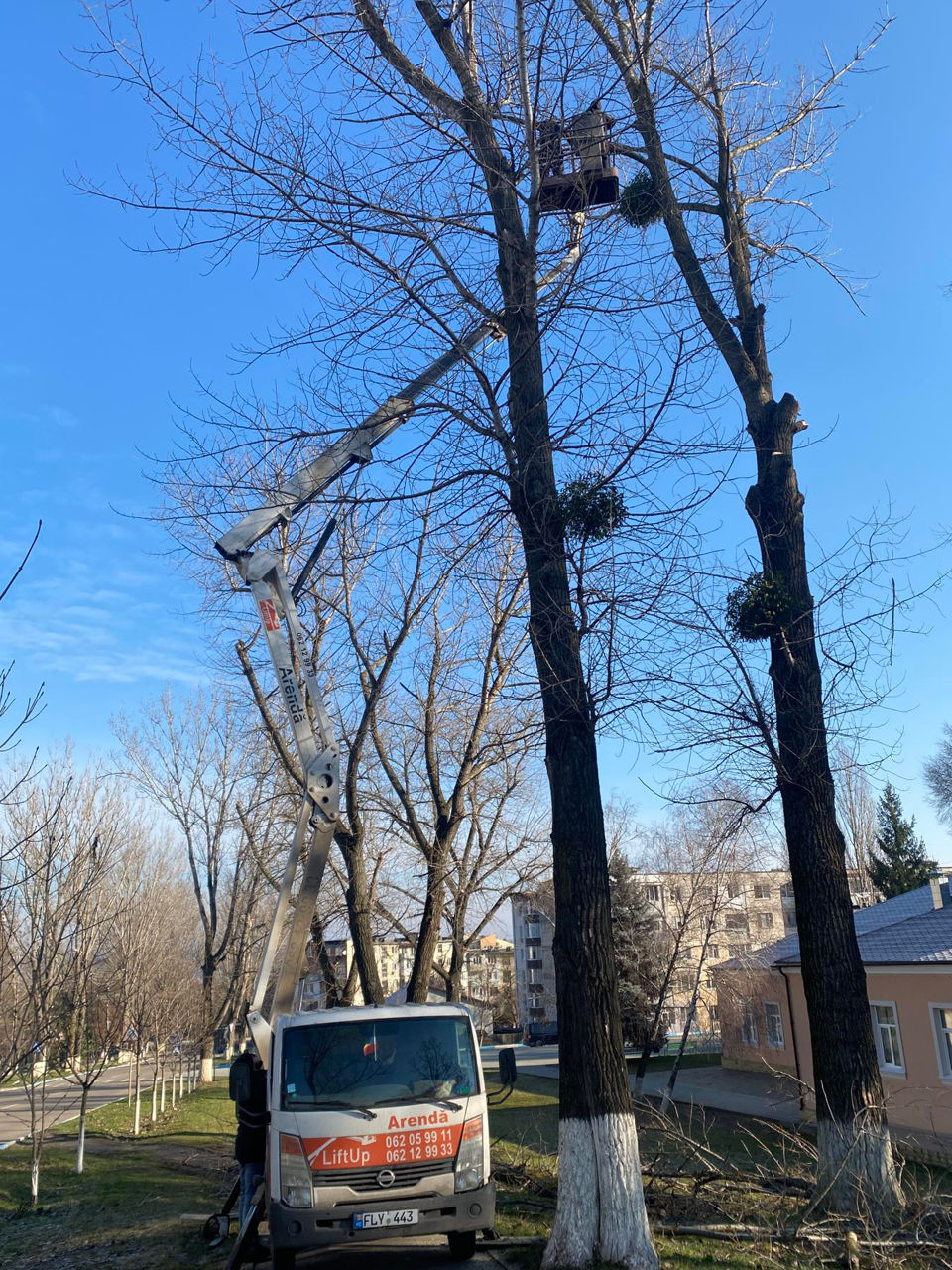 Servicii tăiere a copacilor sau crengilor problematice! foto 11