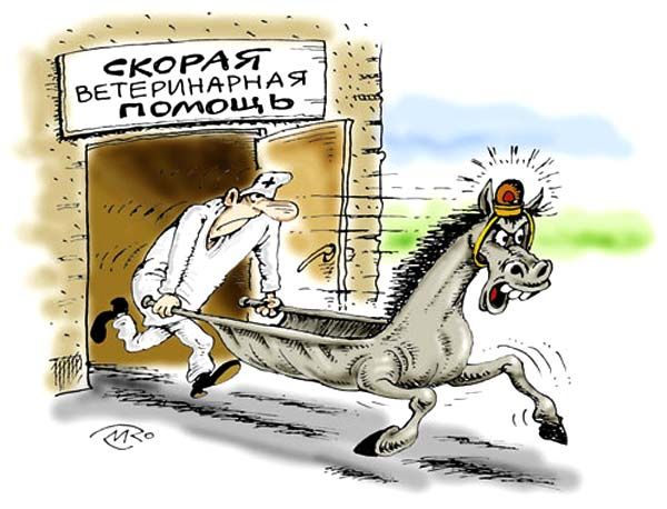 Картинки про ветеринаров приколы