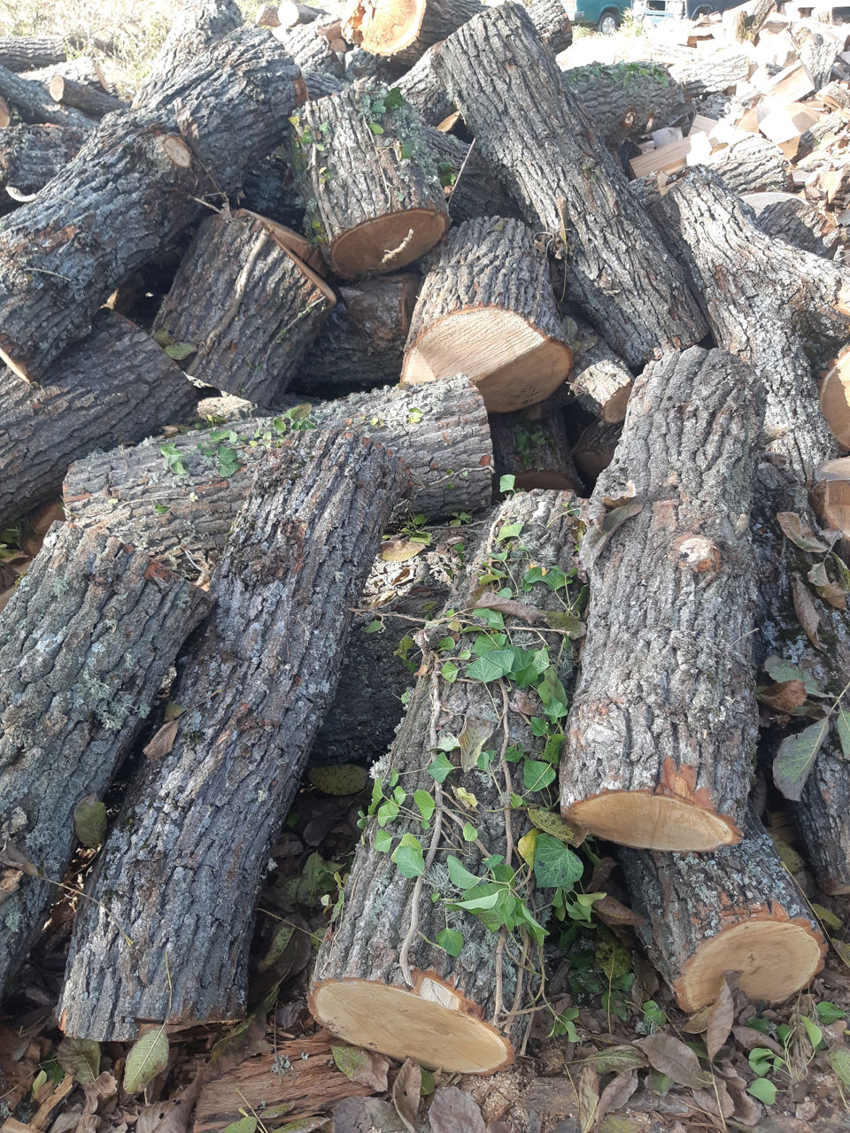 Lemne, tare stejar uscat foto 0