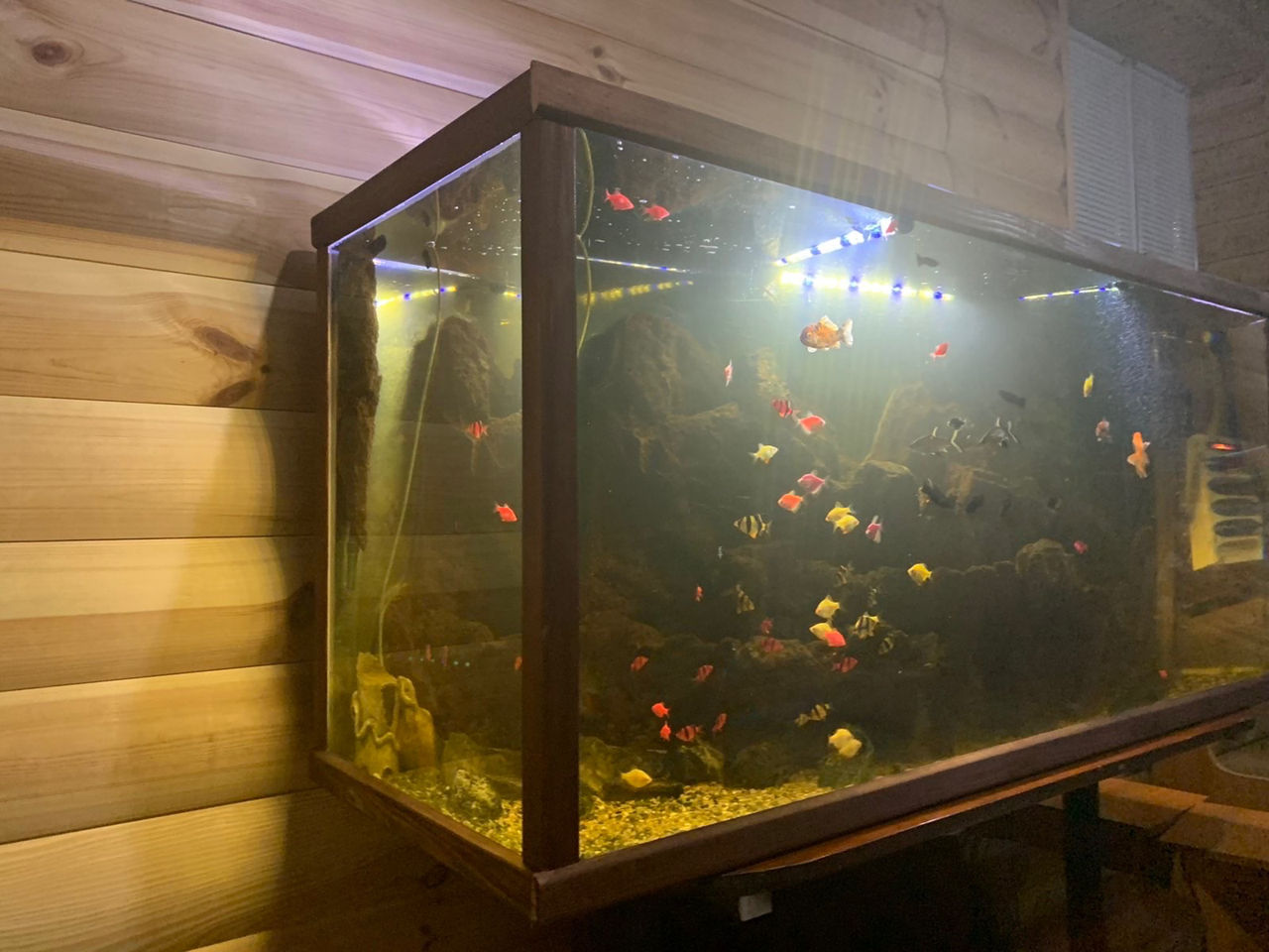 Аквариум с рыбками