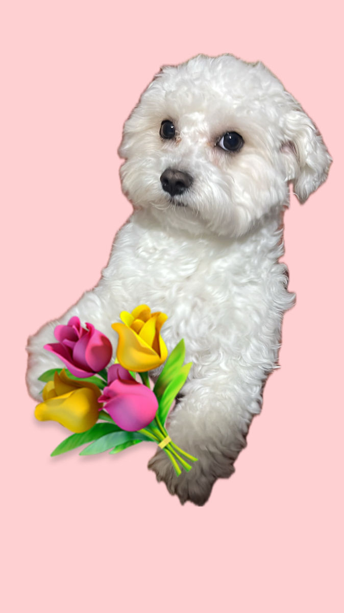 Împerechere Bichon Maltez, băiat foto 0