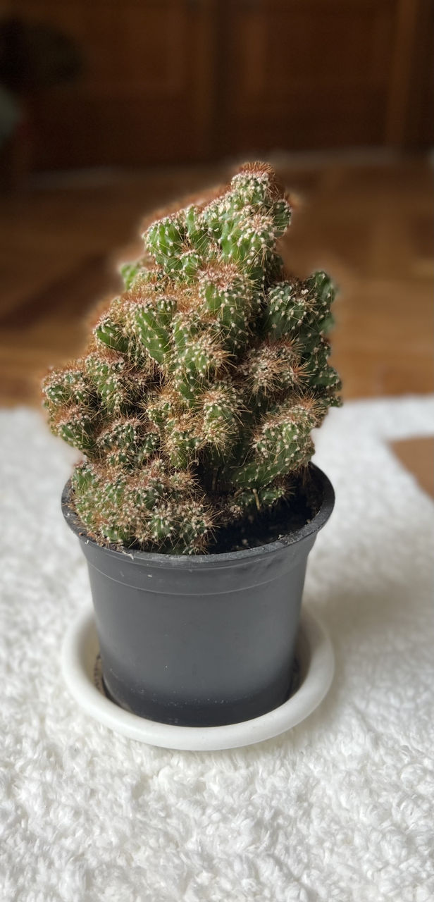 Недорого продам комнатные растения foto 3