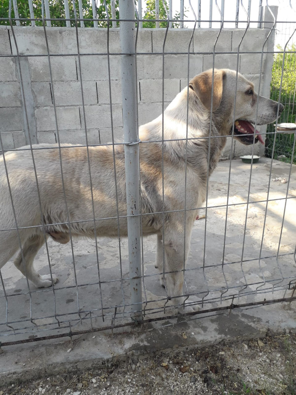 Se vinde cine labrador sau se schimba foto 1