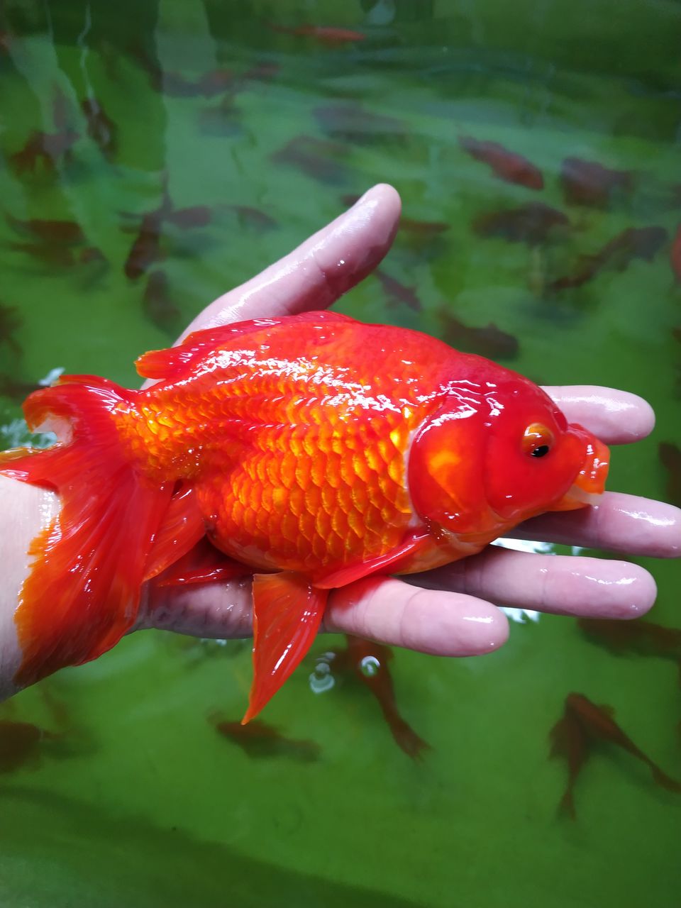 Золотая рыбка декоративная