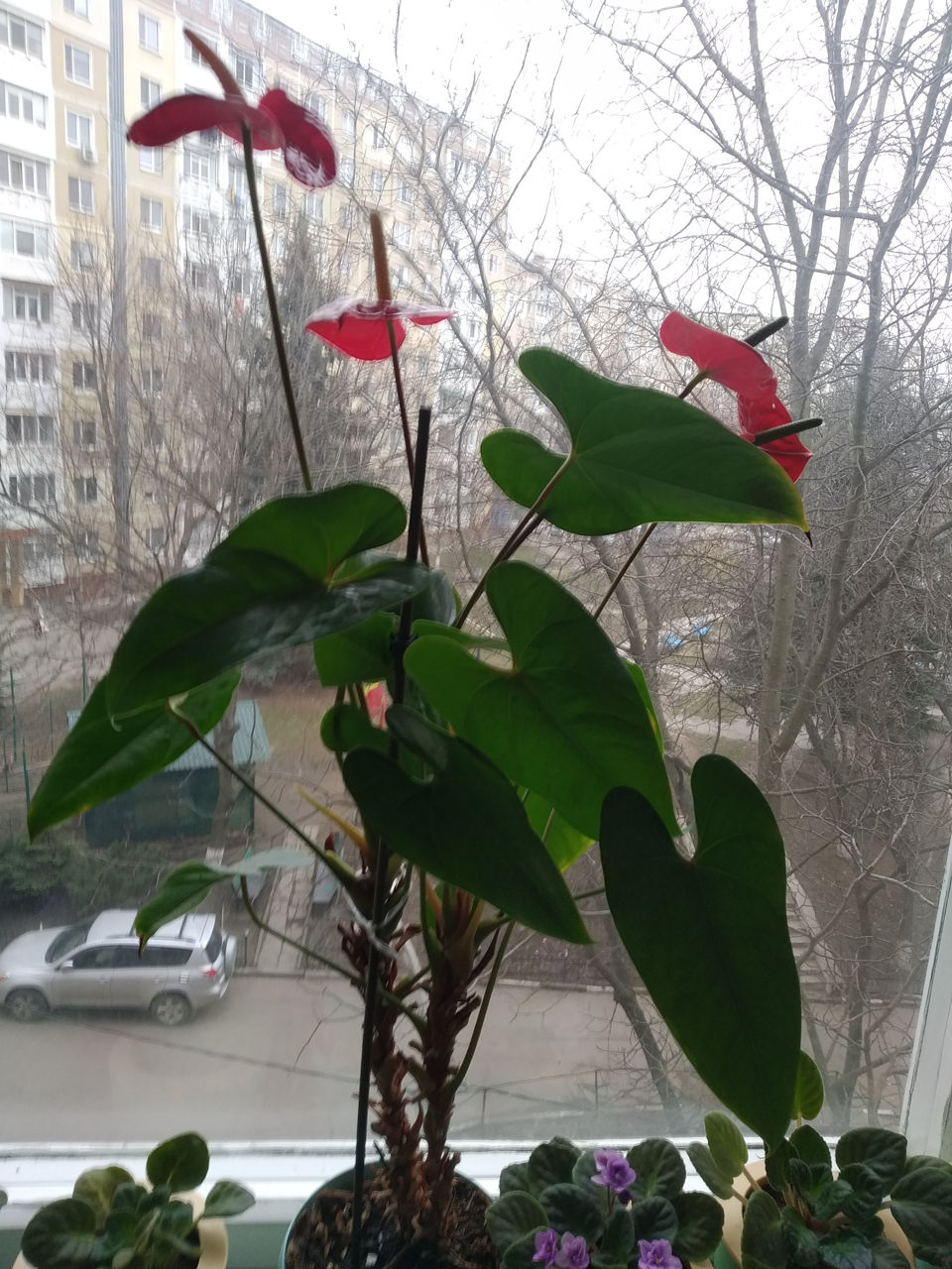 Pret înțelegere, avantajos. flori: anthurium, roză chităiană foto 1