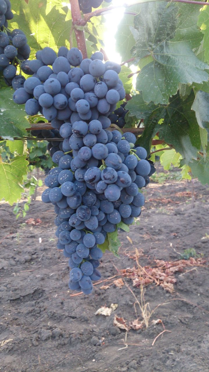 poama Moldova