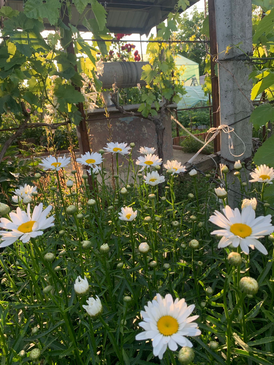 Flori Margarete/Romanițe foto 2