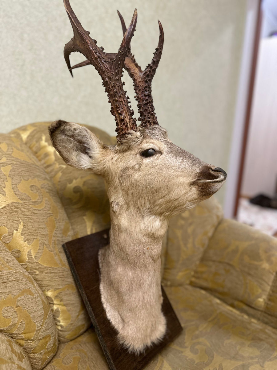 Animale împăiate чучело с шкурой foto 2
