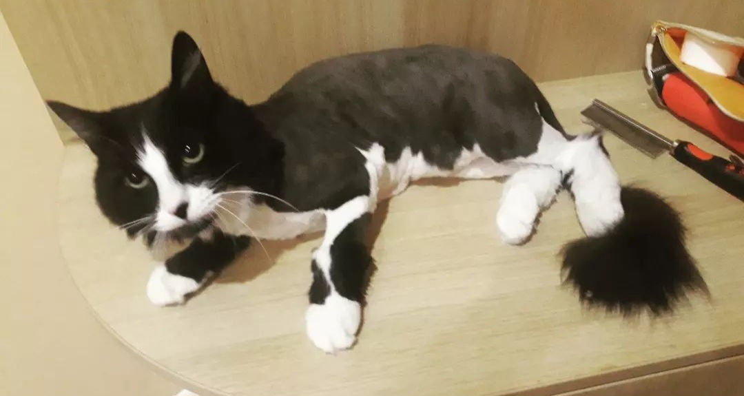 Стрижка котов с выездом на дом! фото 6