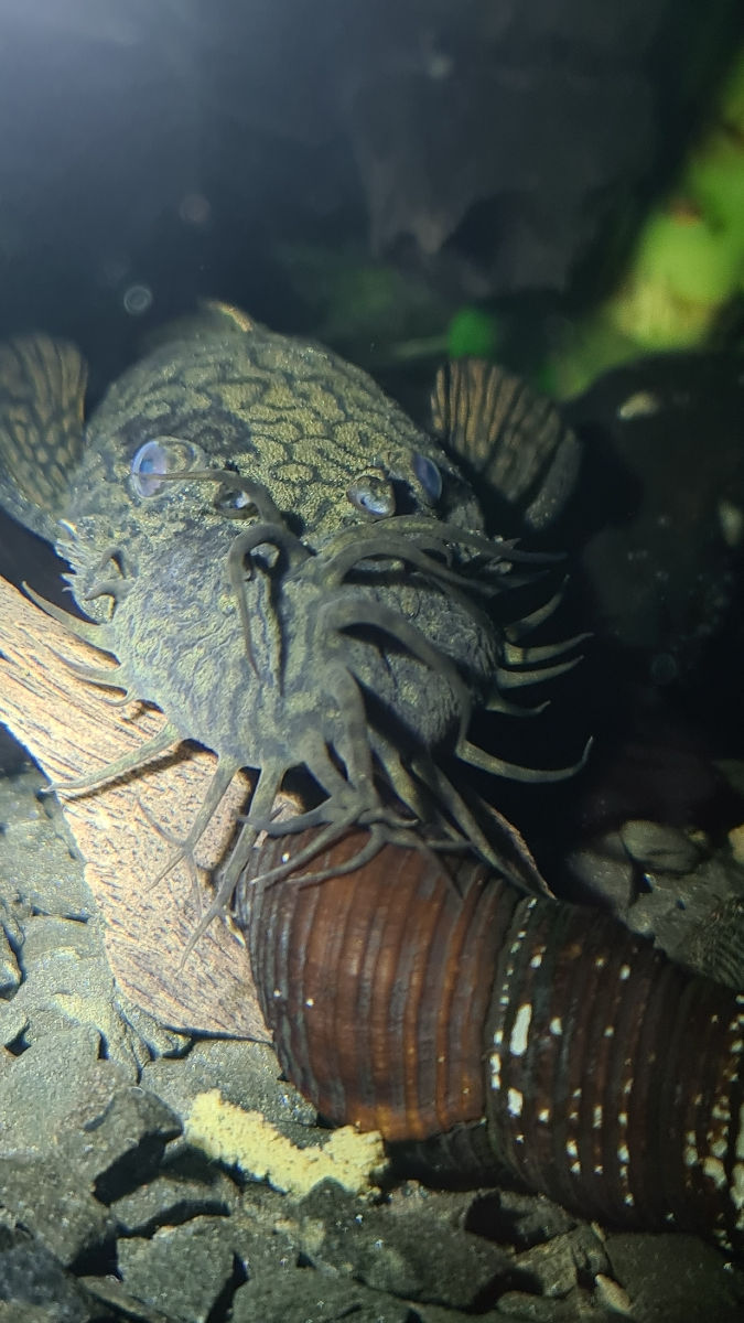 L393 Ancistrus sp. "Madre De Dios foto 0