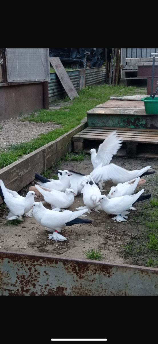 Hulubi foto 2