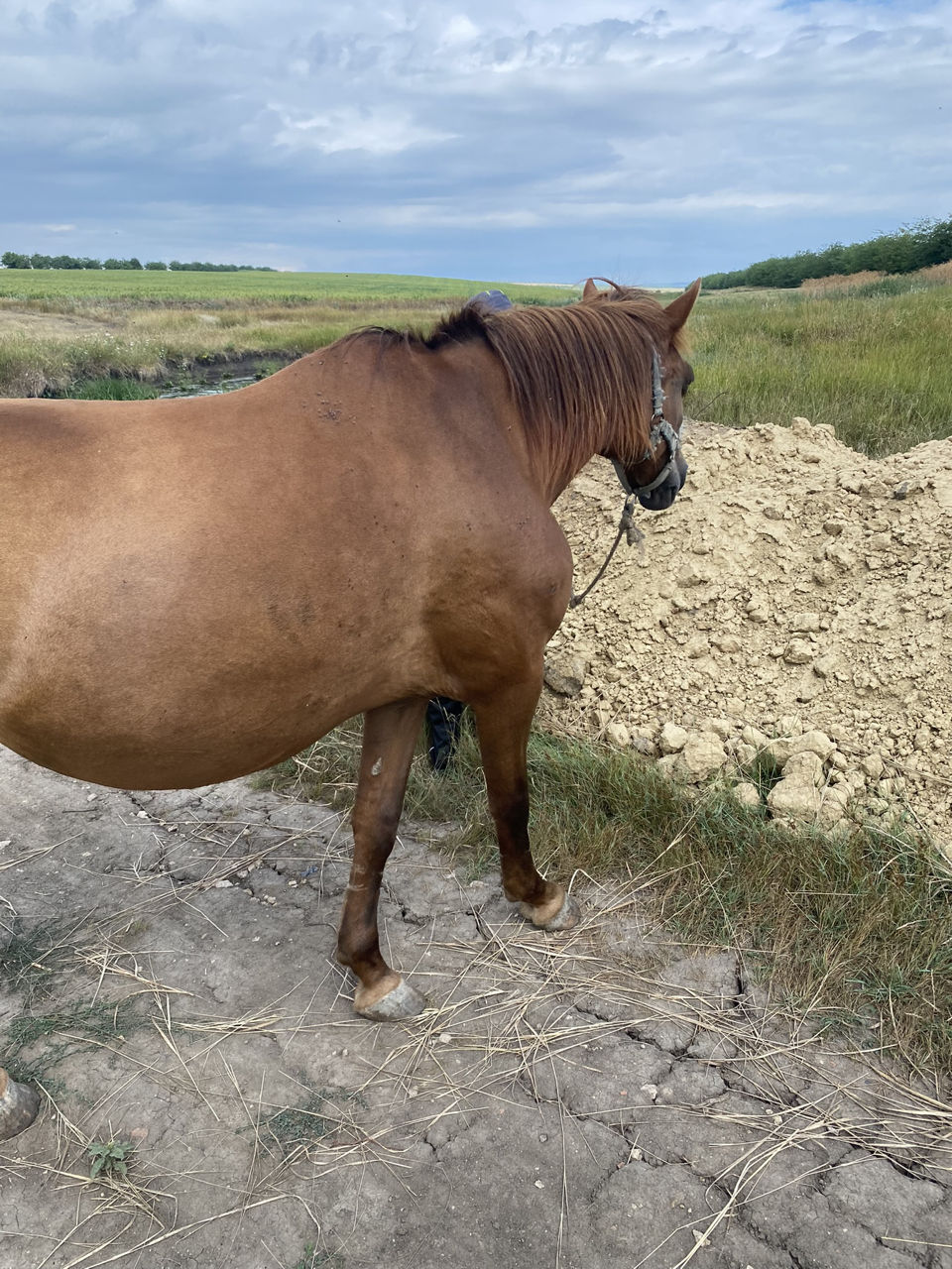 Cumpar vaci,buhai junci oi capre si cirlani la crestere si la carne , la fel si vaci de lapte !!! foto 8