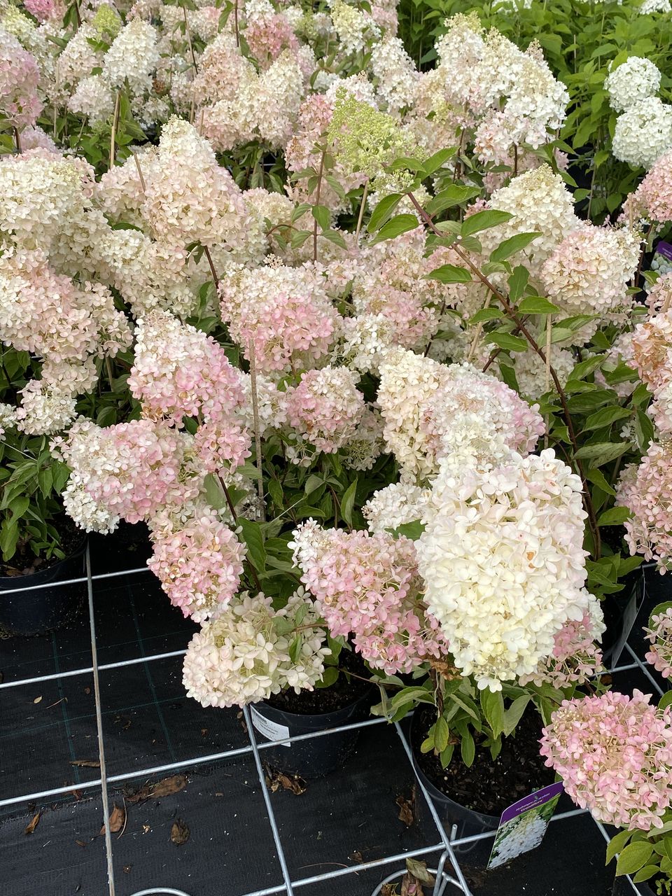 Hortensia / hydrangea foto 2