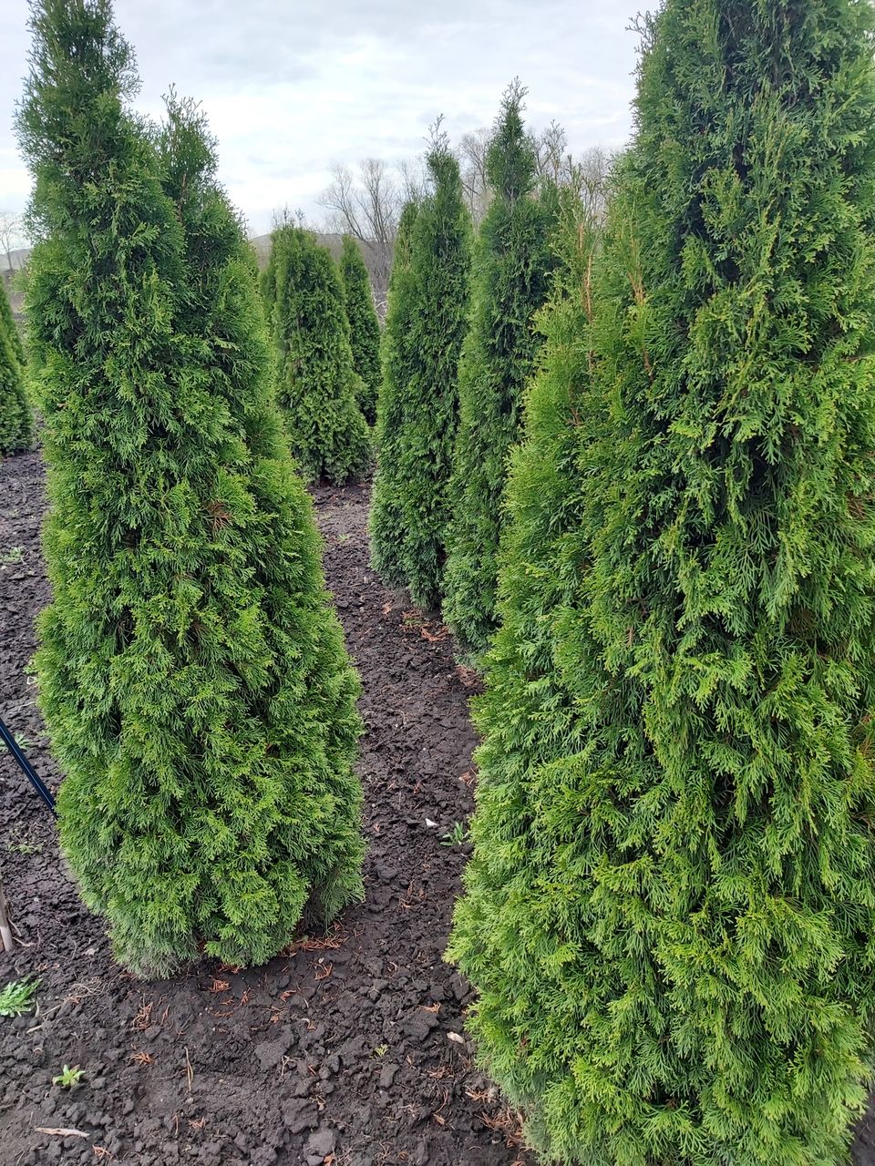 Thuja Smaragd / tuya smaragd / Arbusti de tuia foto 3