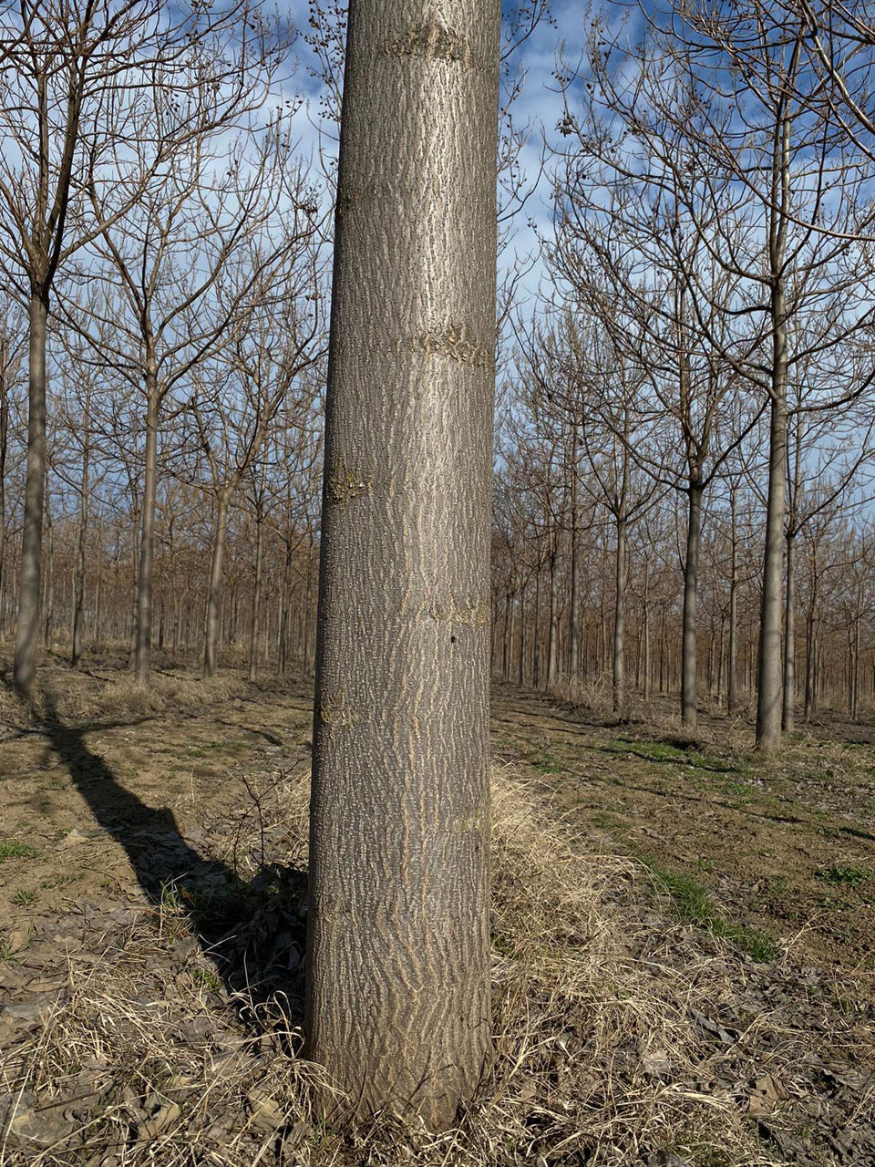 Paulownia фото 3