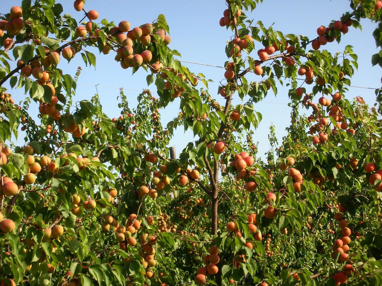 Pomi fructiferi -Cais soiul Faralia , Bergeron ,/ Абрикос сорт Фаралия ... foto 1