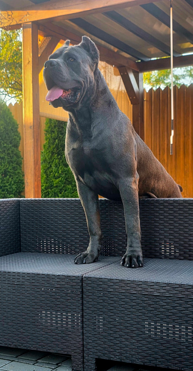 Cane corso pui FCI foto 8