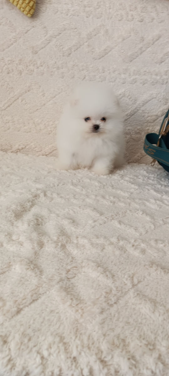 Мини померанский шпиц (mini-toy) foto 6