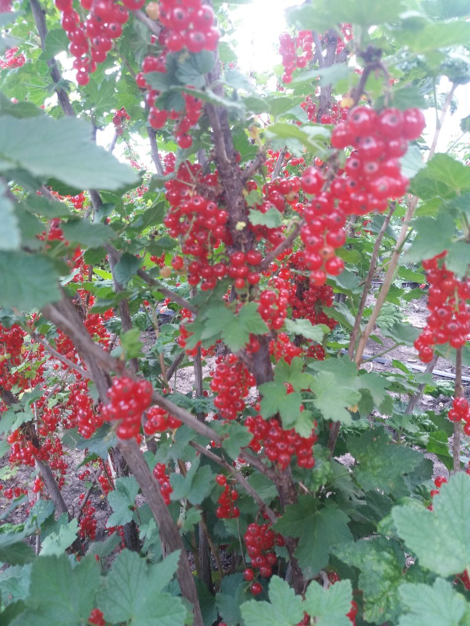 Vind smorodina rosie coacaza direct de la producator in jur de 600kg foto 1