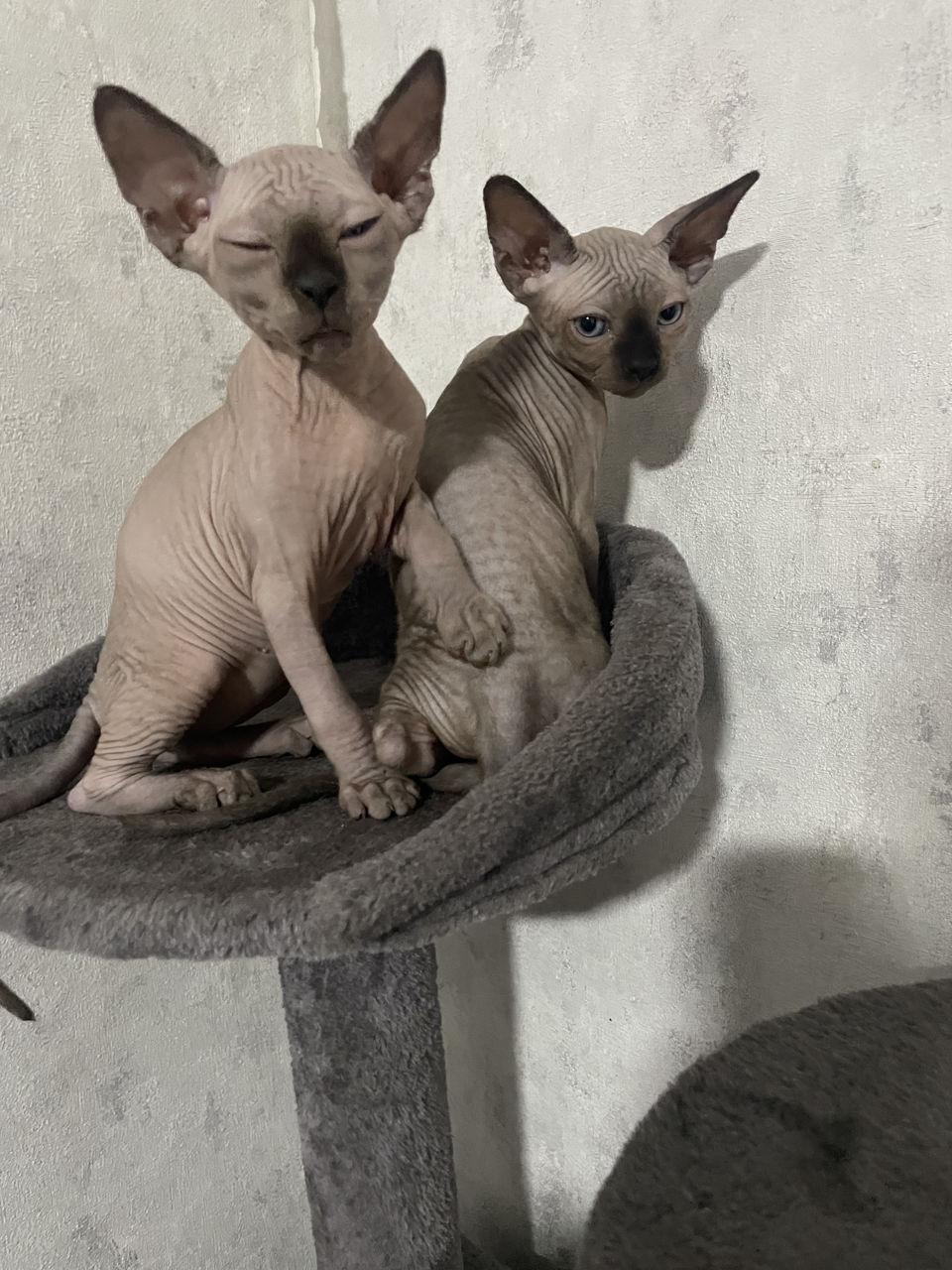 Крутые котята сфинксы