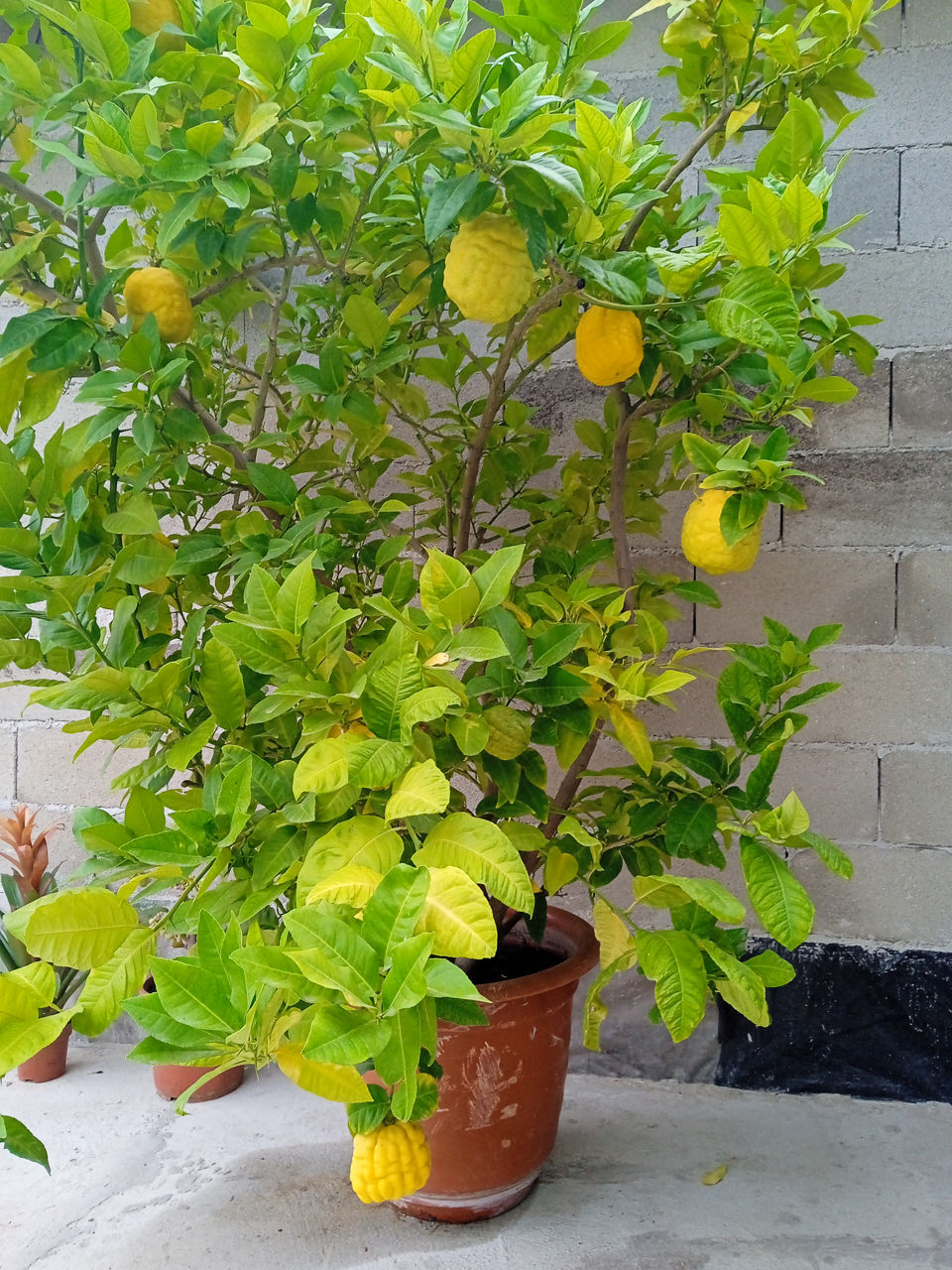 Limon Robi Limon